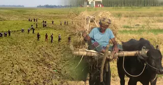 চলন ও হালতিবিলে চলছে ধান কাটা-মাড়াইয়ের কর্মযজ্ঞ